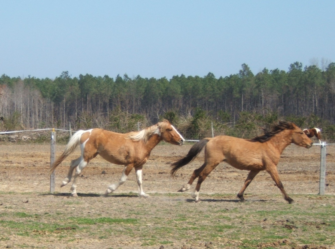 Mill Swamp Indian Horses