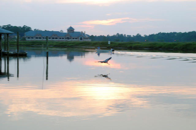 Wildlife Watching, Smithfield, Virginia