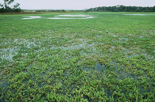 Ragged Island Wildlife Management Area in Isle of Wight County