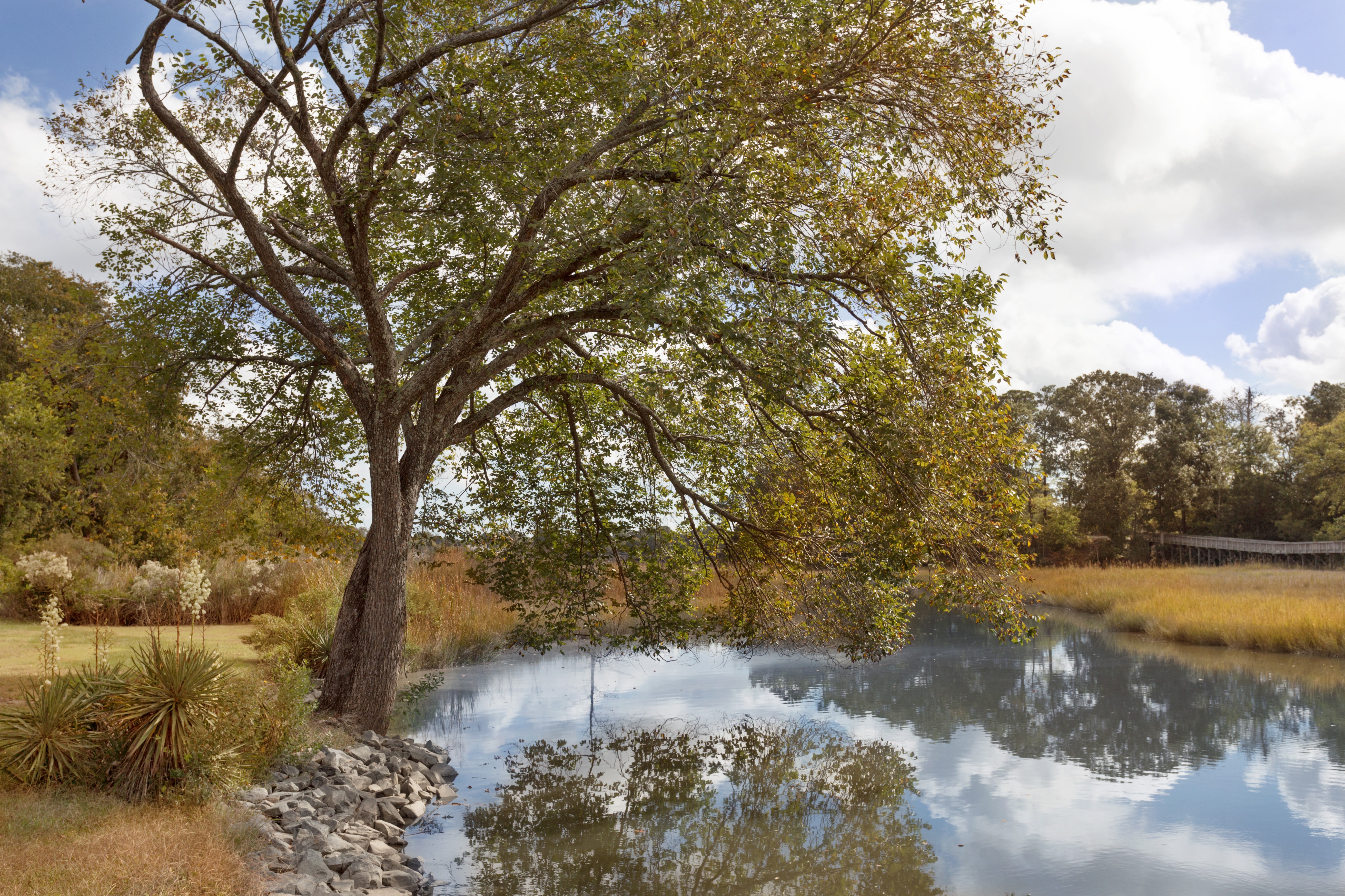 Birding location in Smithfield, Isle of Wight, Virginia