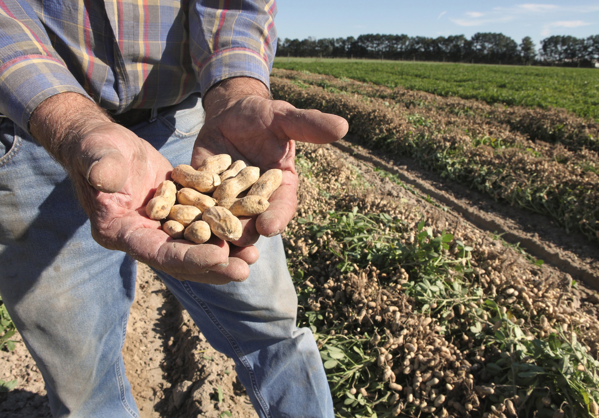 Smithfield Peanut Farm in Virginia