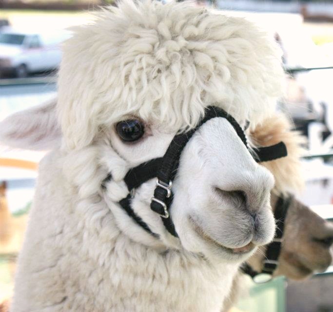 Central Hill Farm Alpacas Plus, Windsor, VA