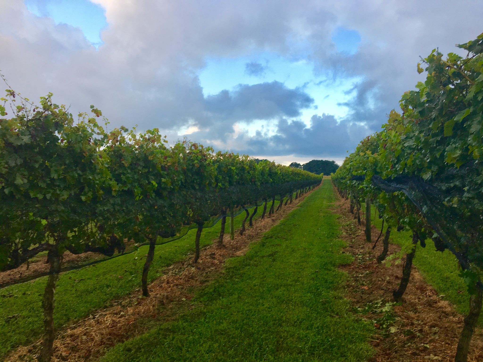 SummerWind Vineyard, Smithfield VA